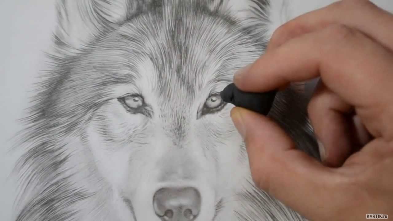 Красивые рисунки волка для начинающих фото