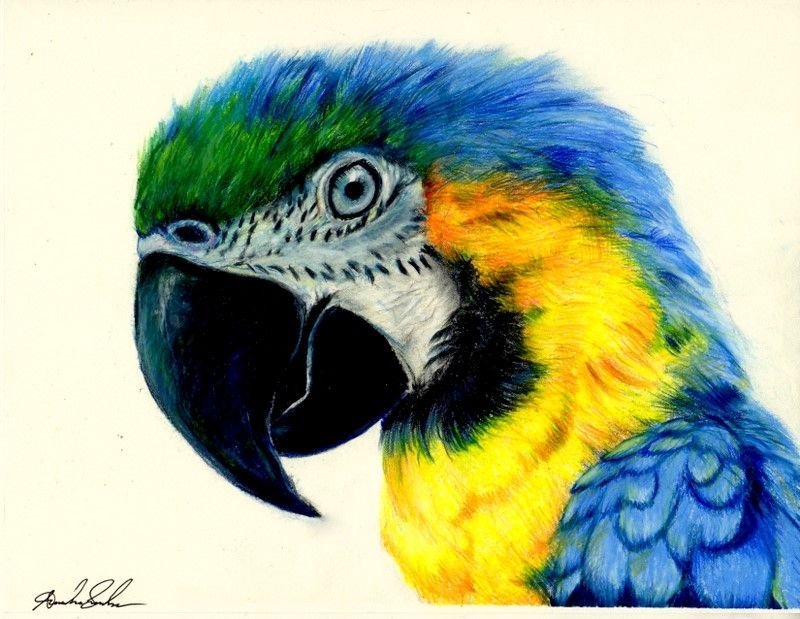 Красивые рисунки животных цветными карандашами фото