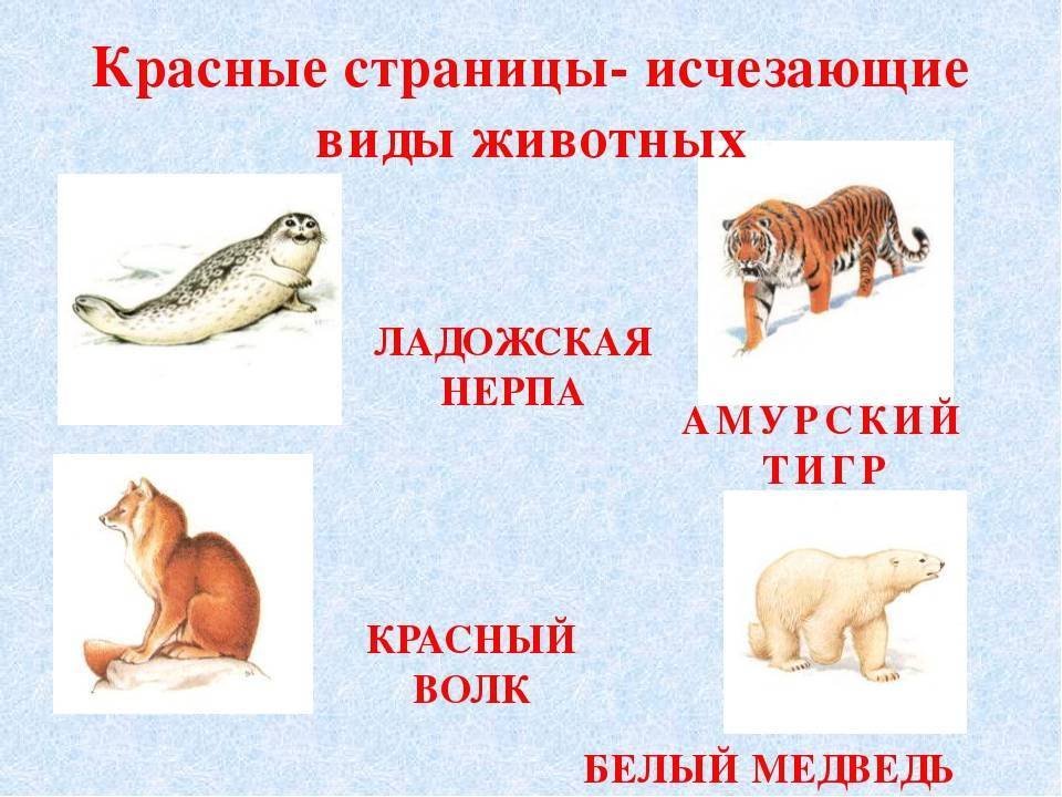 Красная книга россии животные и растения рисунки фото