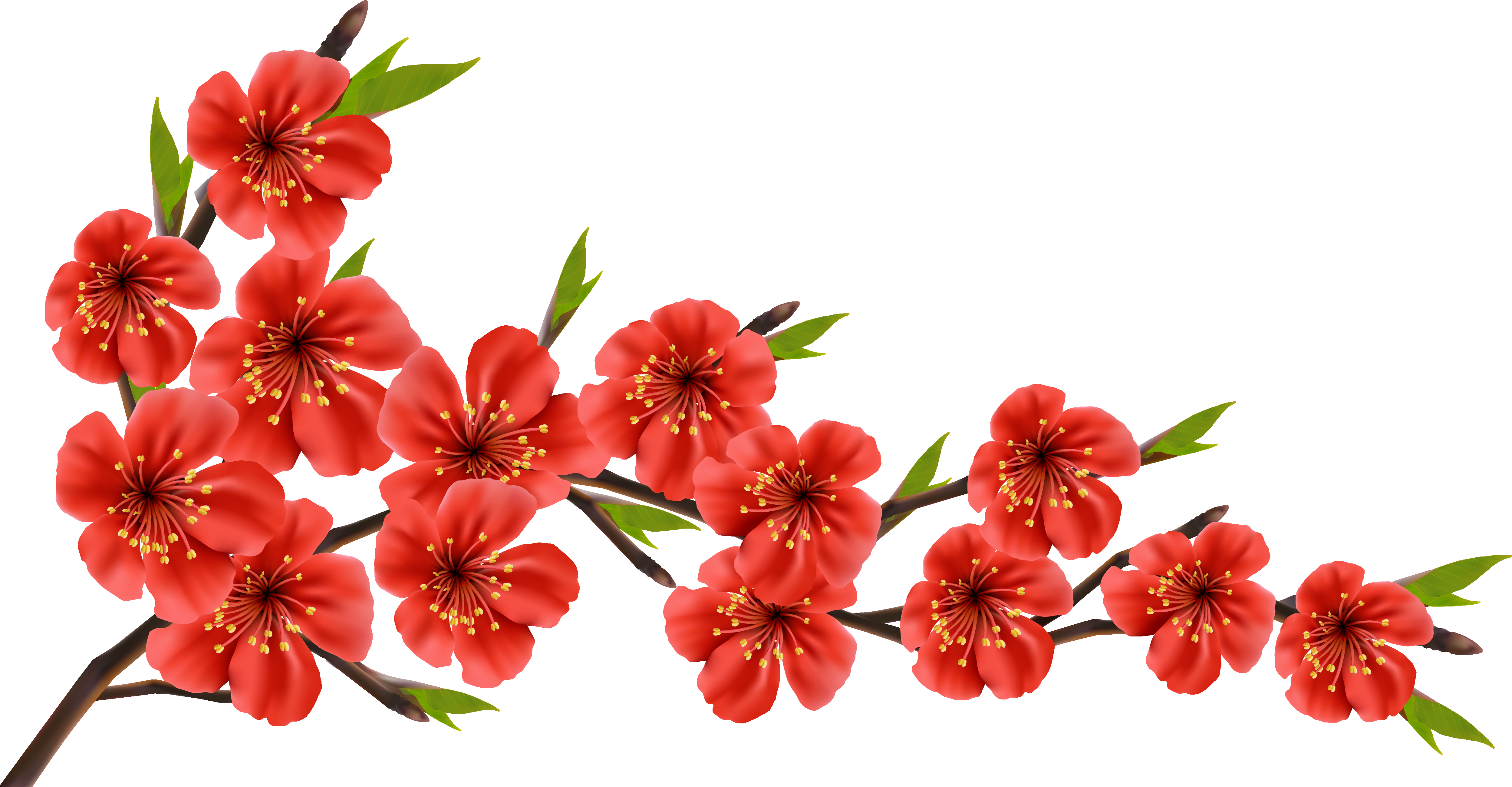 Красный цветок на прозрачном фоне фото