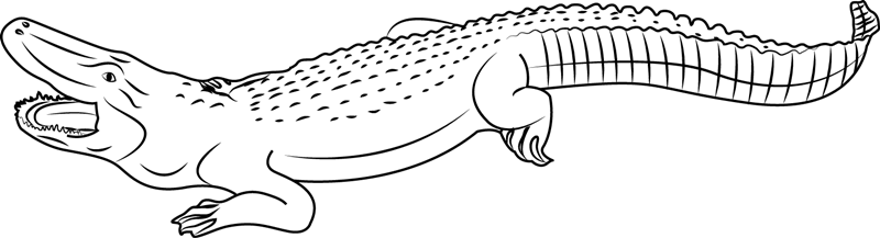 Крокодил контурный рисунок фото
