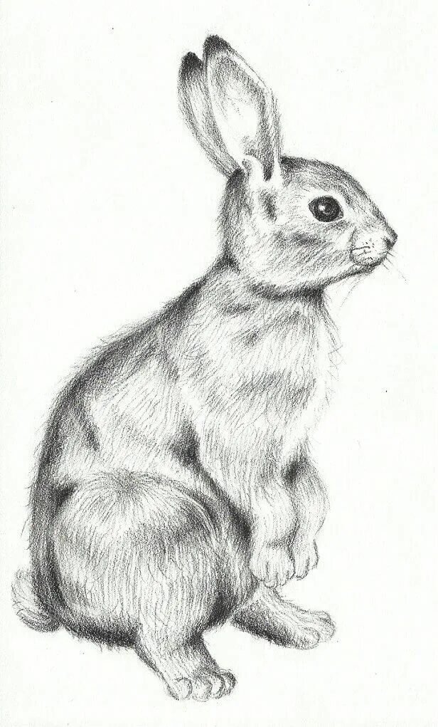 Кролик эскиз рисунка фото