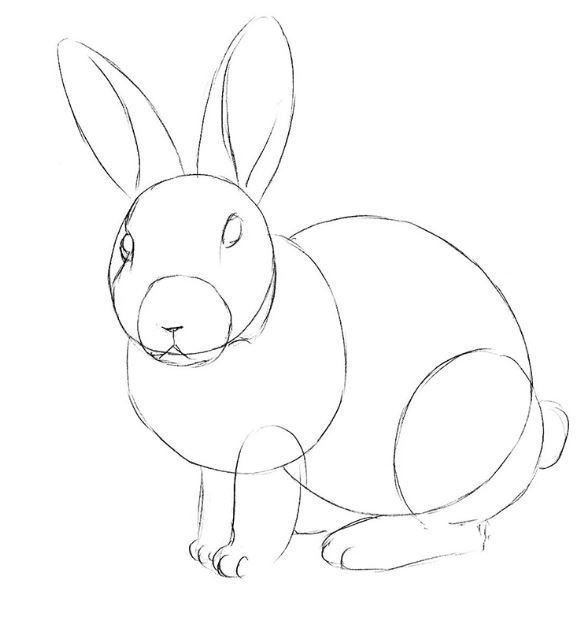 Кролик рисунок карандашом легкий поэтапно для начинающих фото