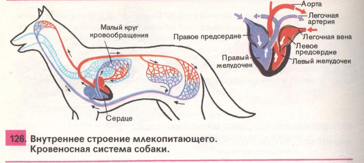Кровеносная система животных рисунок фото