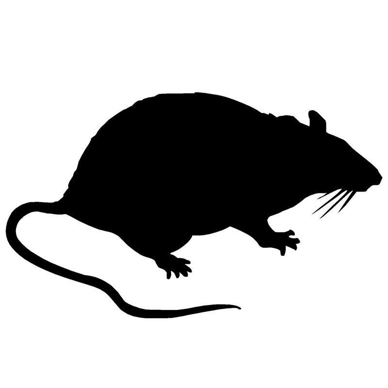Крыса контурный рисунок фото