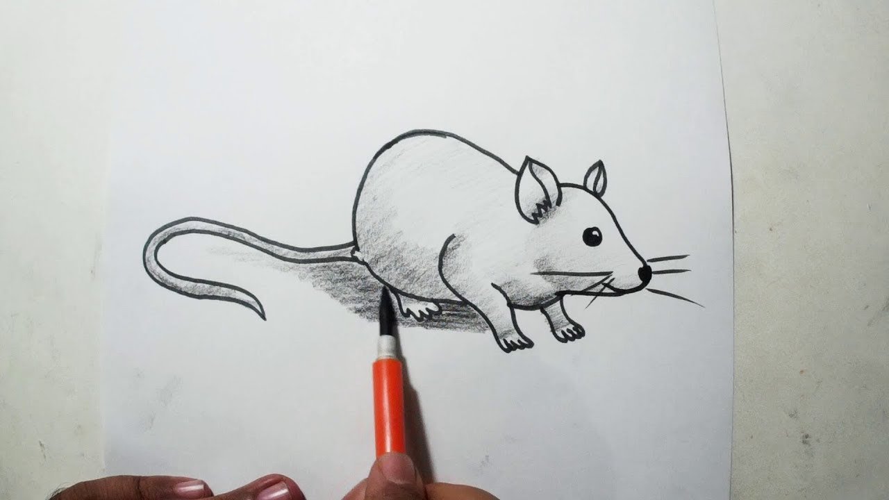 Крыса рисунок легкий поэтапно фото