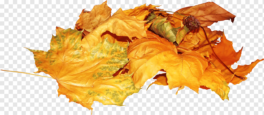 Кучка листьев на прозрачном фоне фото
