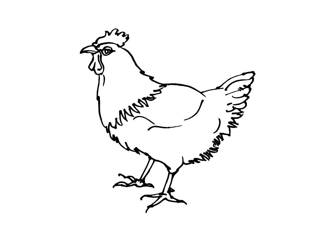 Курица контурный рисунок фото
