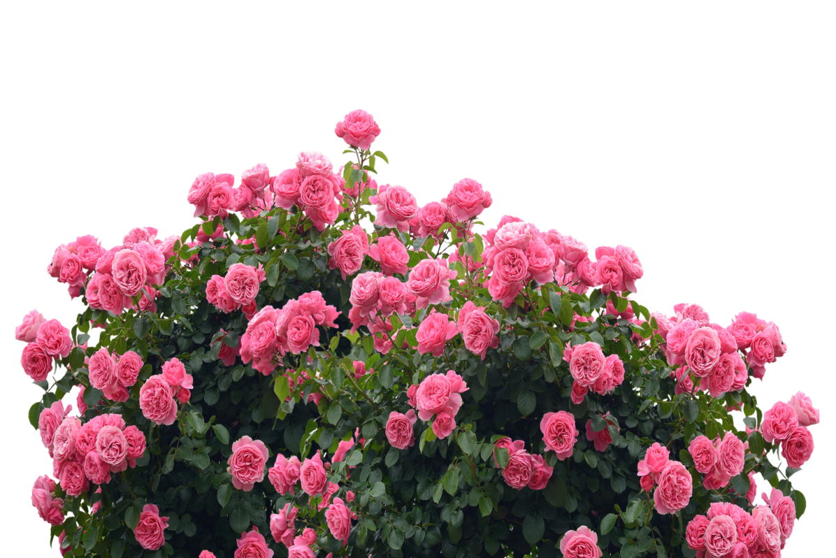 Кусты роз на прозрачном фоне фото