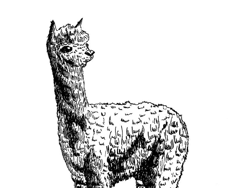 Лама животное рисунок фото