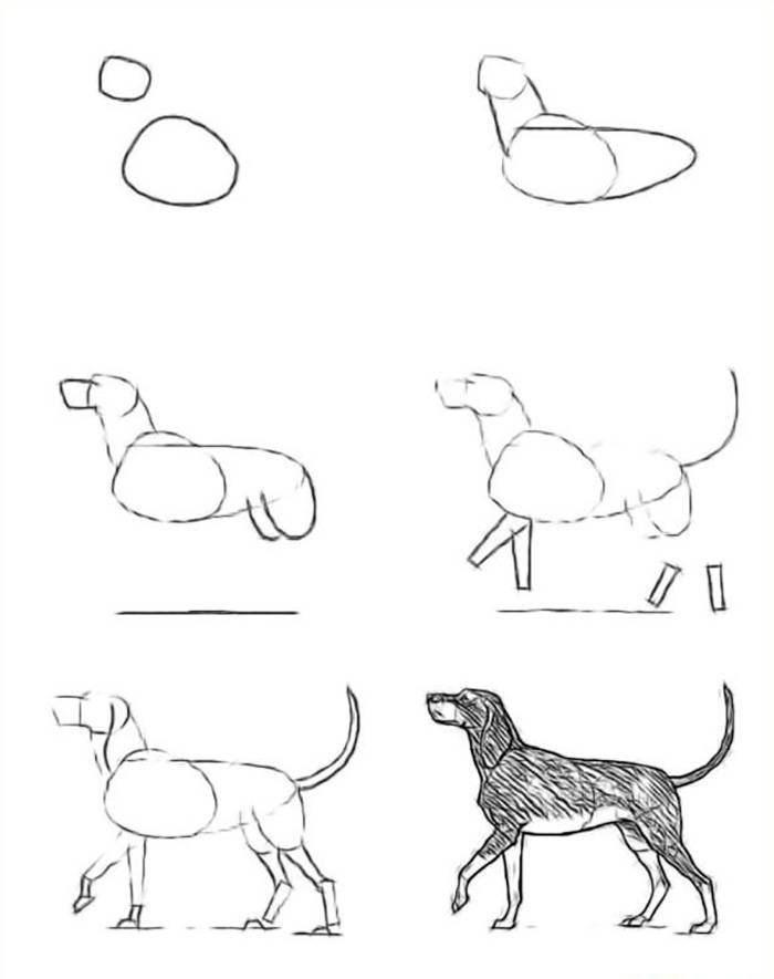 Легкие поэтапные рисунки животных фото