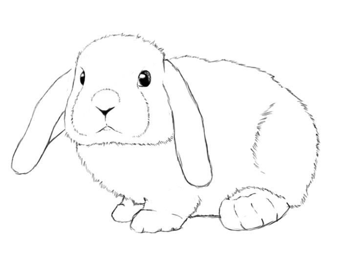 Легкие рисунки кроликов для начинающих фото