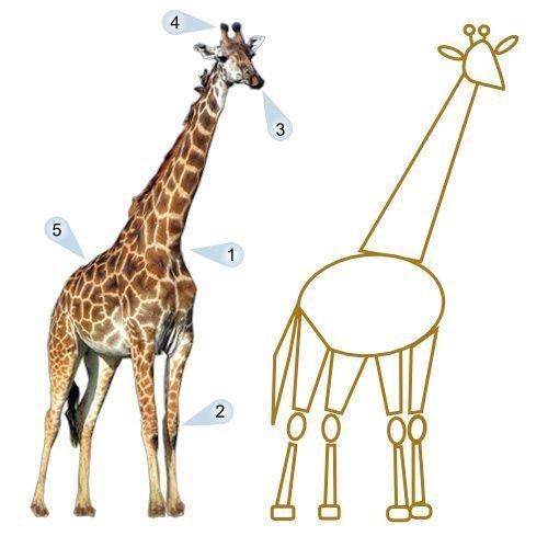 Легкий рисунок жирафа поэтапно фото