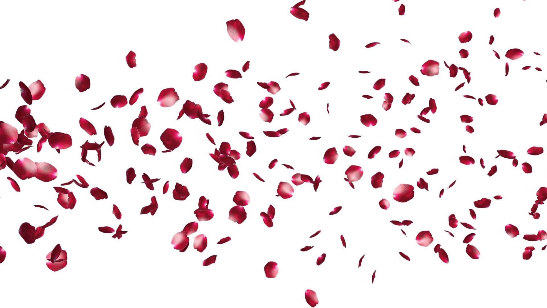 Лепестки роз падают на прозрачном фоне фото
