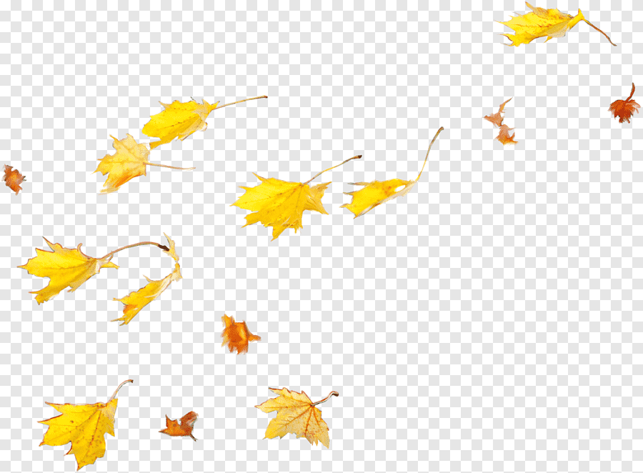 Летящие листья осенние на прозрачном фоне фото