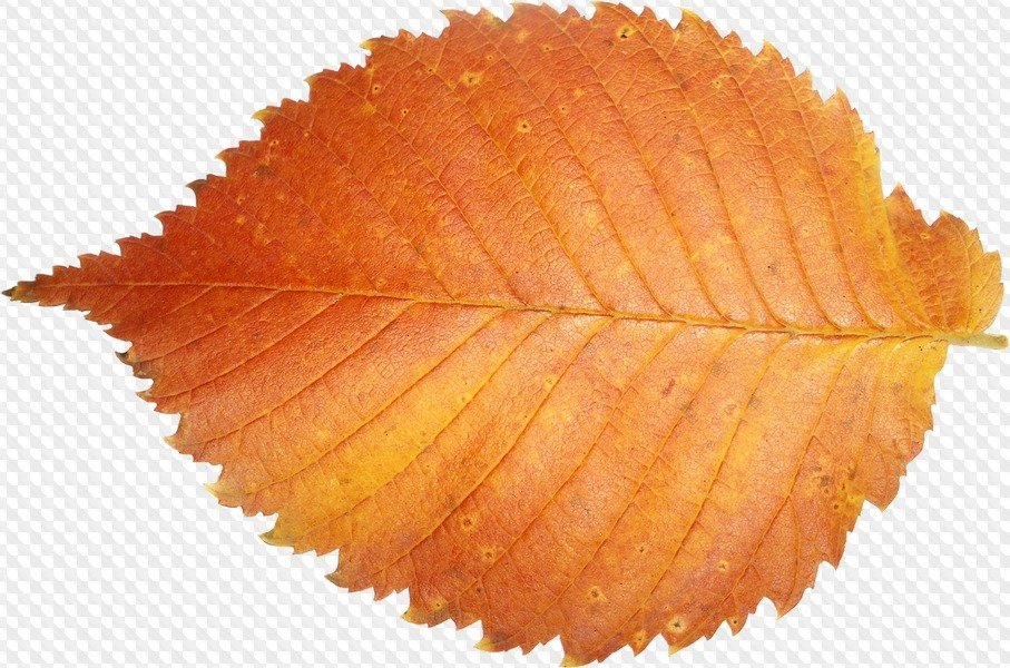 Лист березы осенью на прозрачном фоне фото