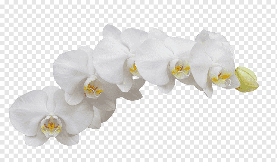 Лист орхидеи на прозрачном фоне фото