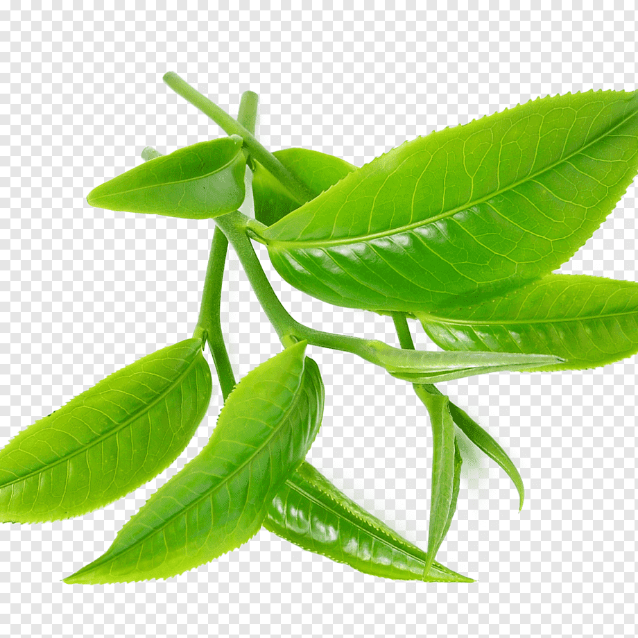Листья чая на прозрачном фоне фото