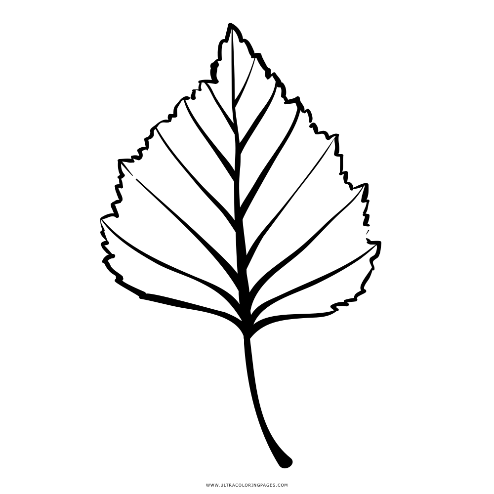 Листья черно белые на прозрачном фоне фото