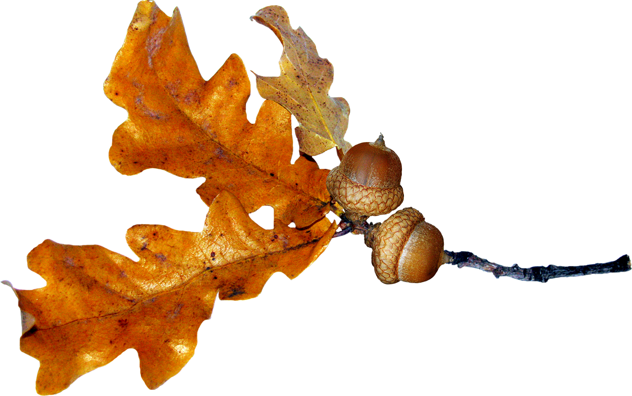 Листья дуба осенние на прозрачном фоне фото