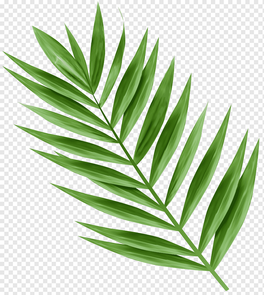 Листья пальмы на прозрачном фоне фото
