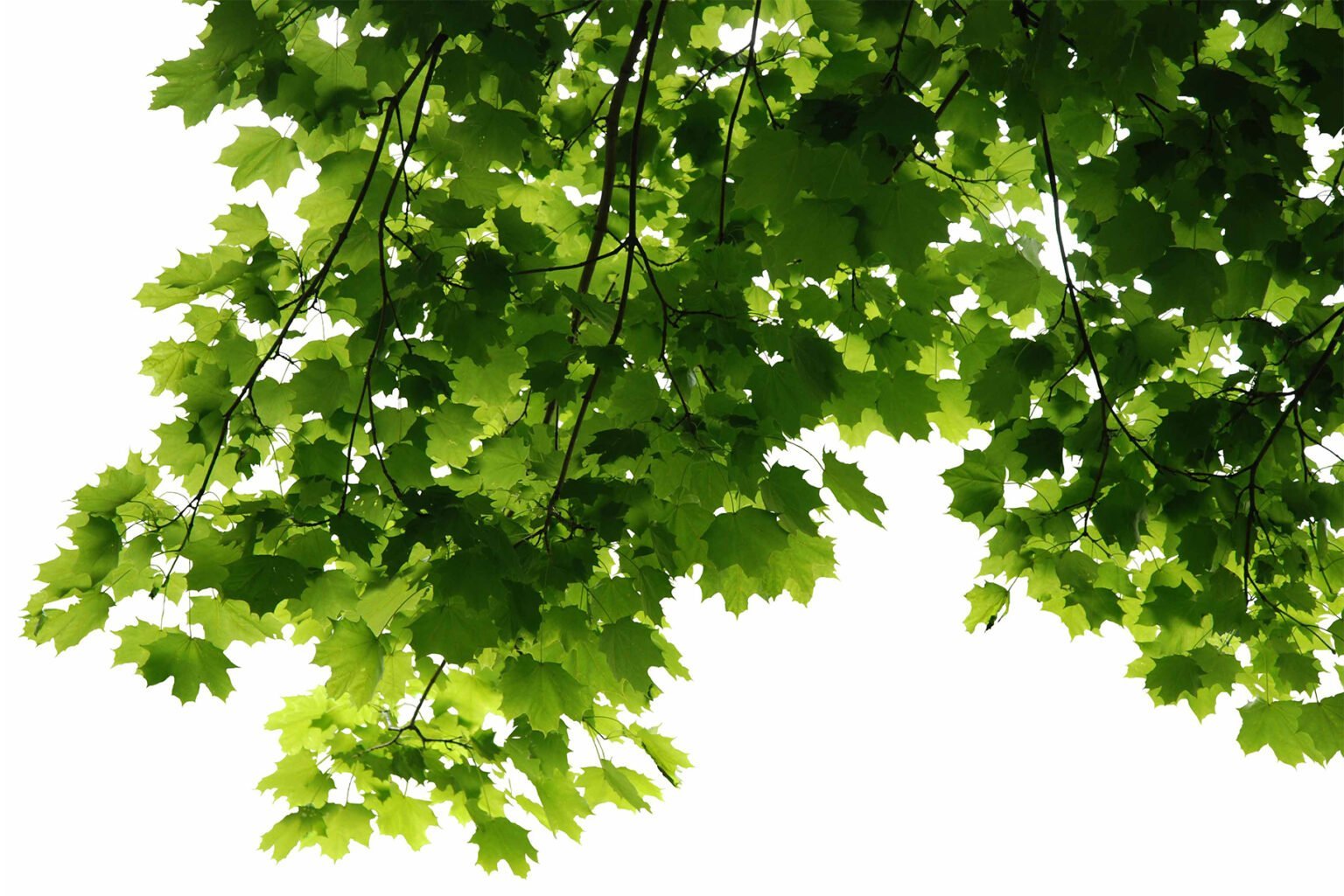 Листья зеленые на прозрачном фоне фото