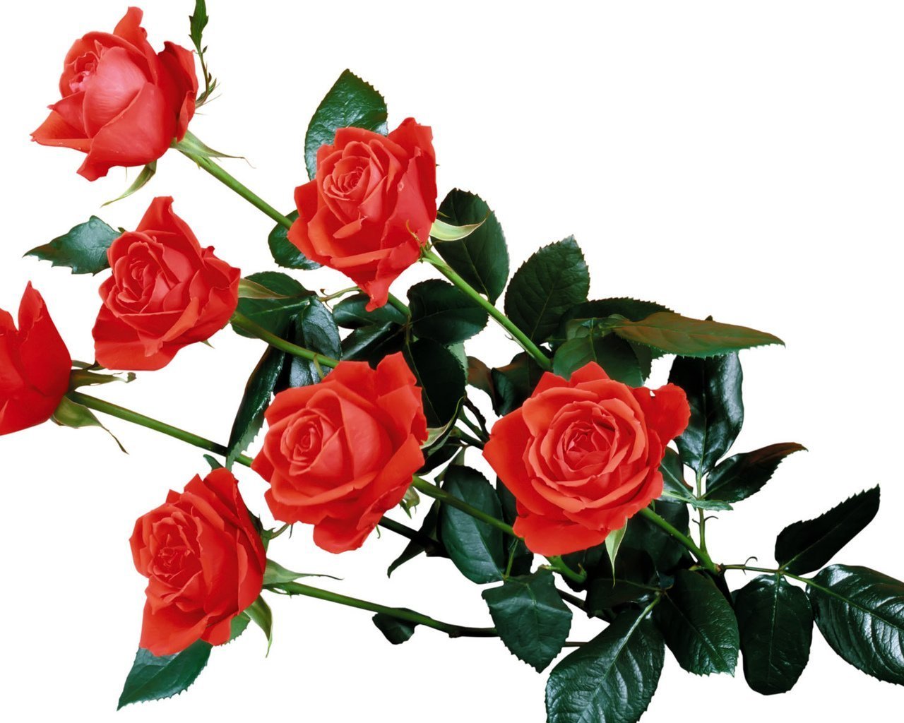 Малиновые розы на прозрачном фоне фото