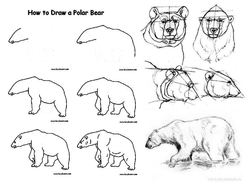 Медведь бурый рисунок поэтапно фото
