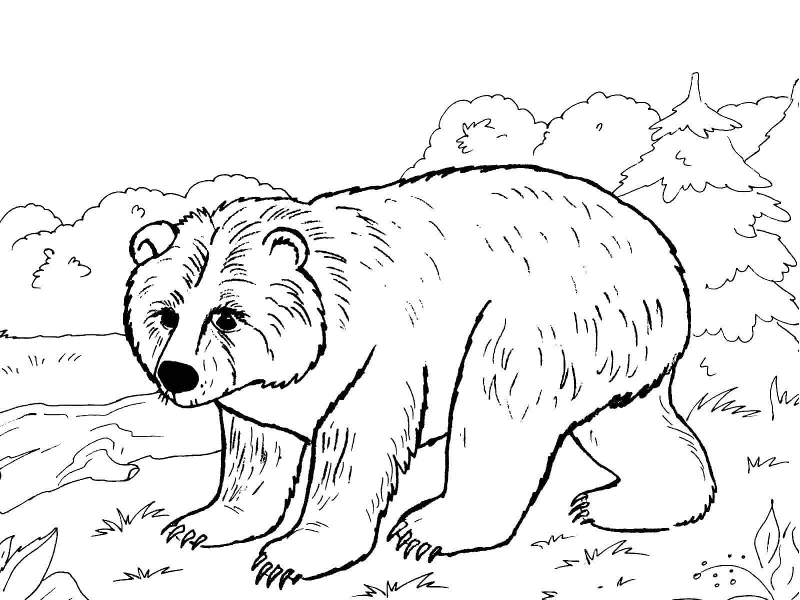 Медведь дикое животное рисунок фото
