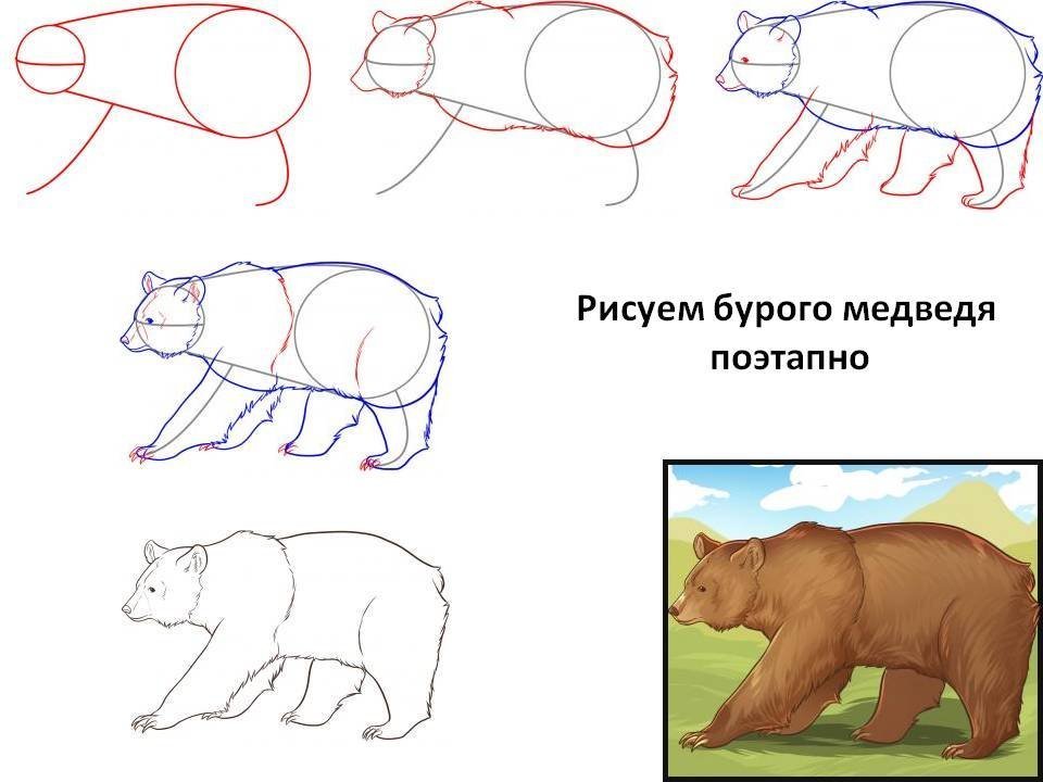 Медведь рисунок для детей карандашом поэтапно легко для начинающих фото