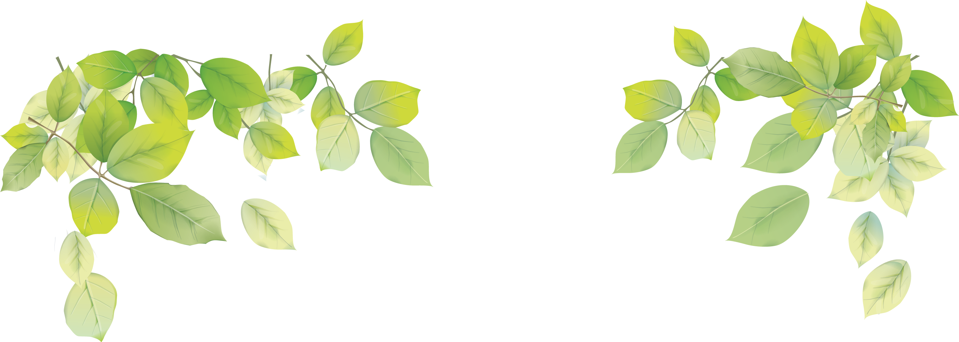 Мелкие листья на прозрачном фоне фото