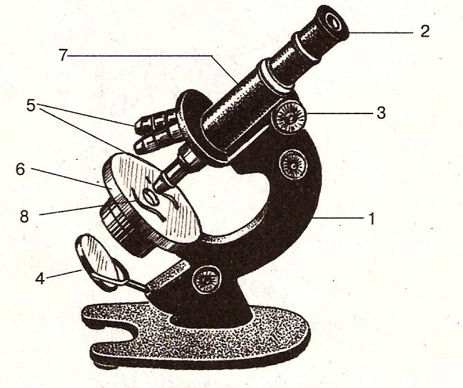 Микроскоп рисунок по клеточкам фото