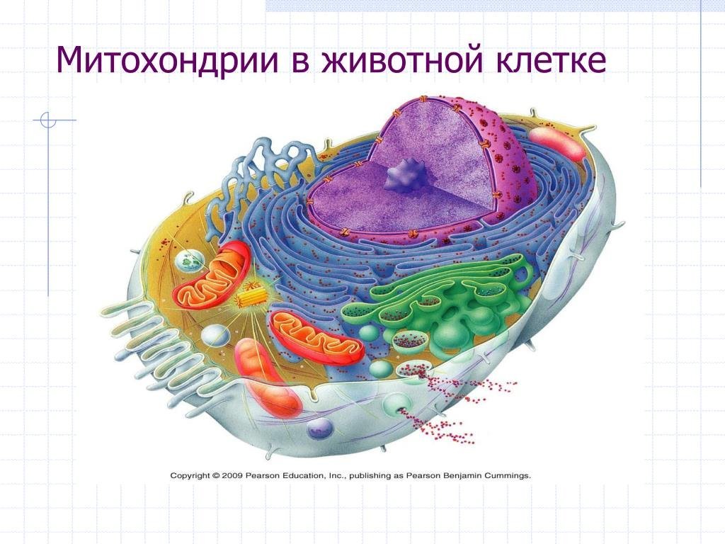 Митохондрии животной клетки рисунок фото