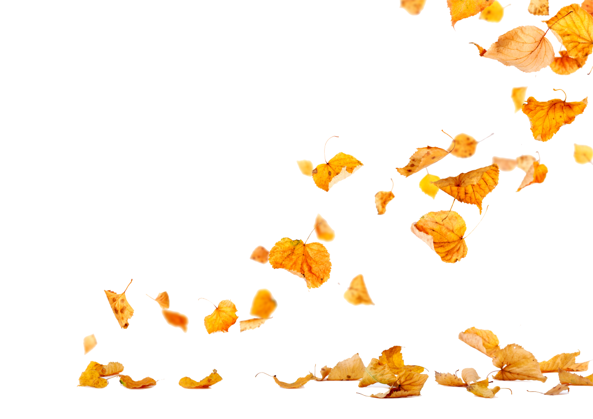 Много осенних листьев на прозрачном фоне фото