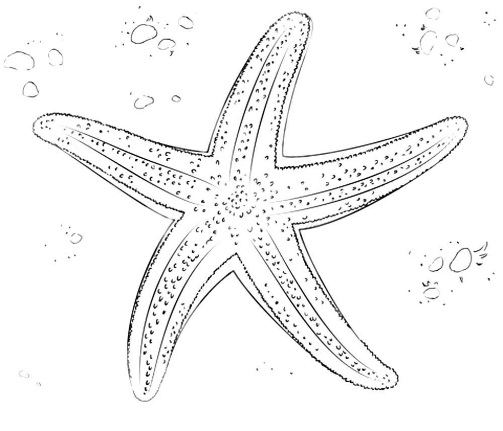 Морская звезда контурный рисунок фото