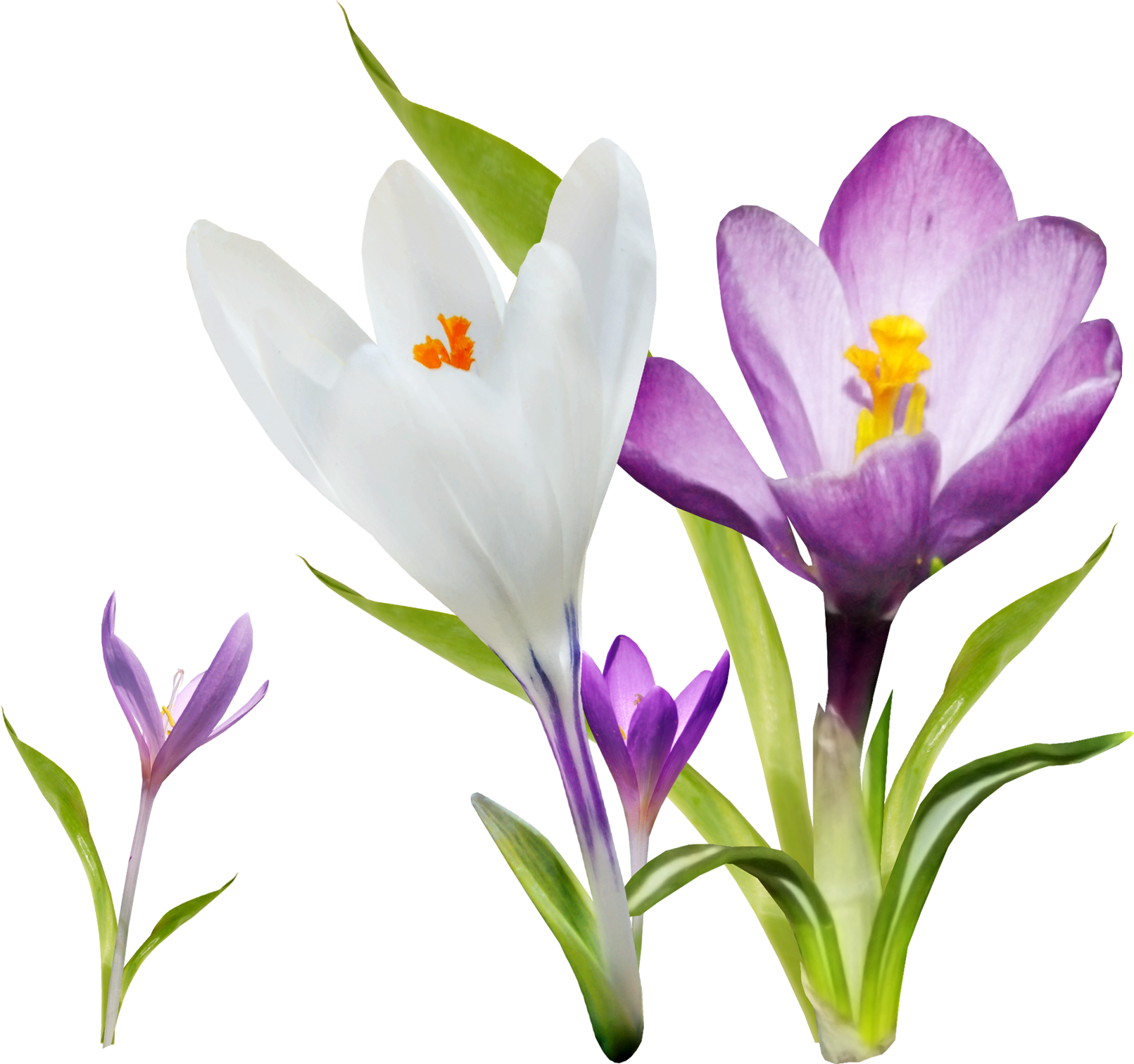 На прозрачном фоне весенние цветы фото