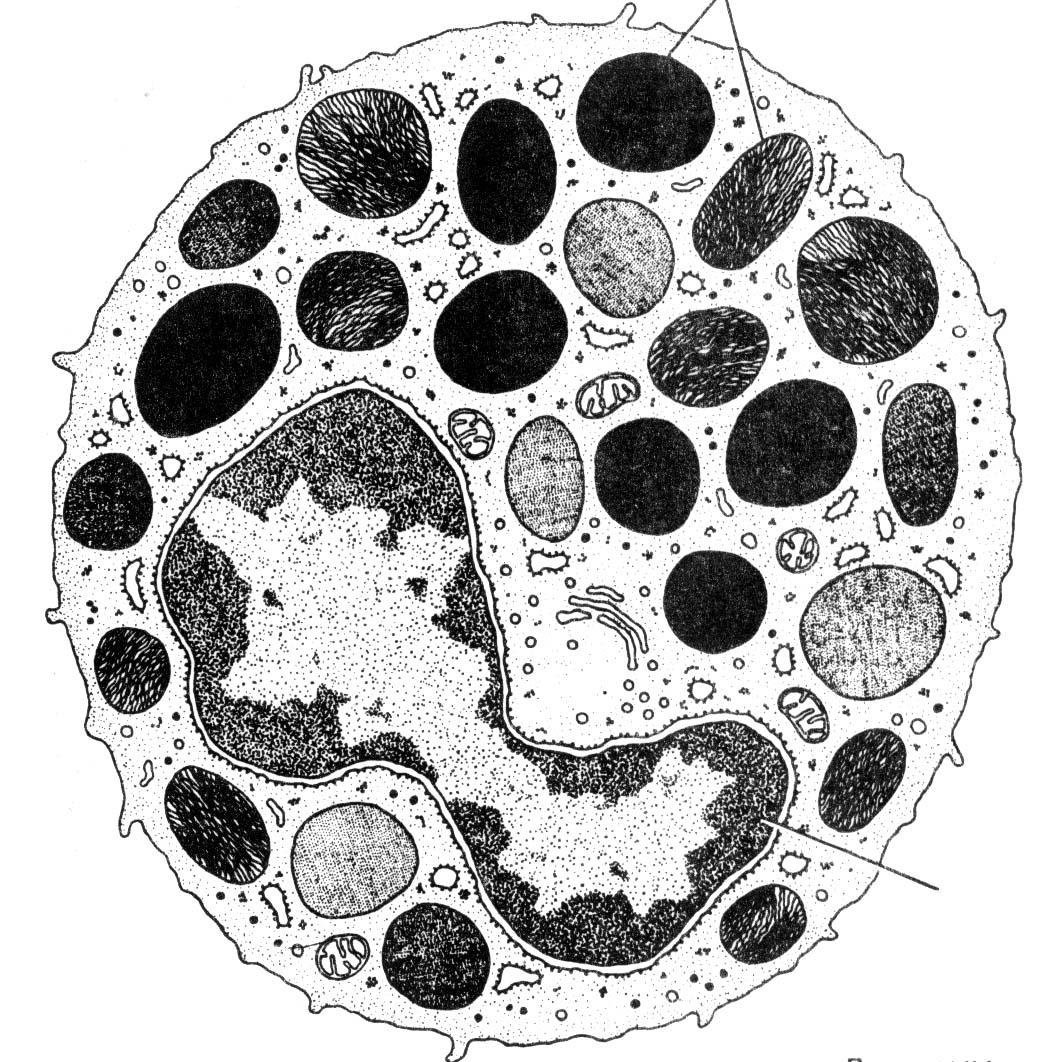 На рисунке представлена микрофотография клетки печени животного фото