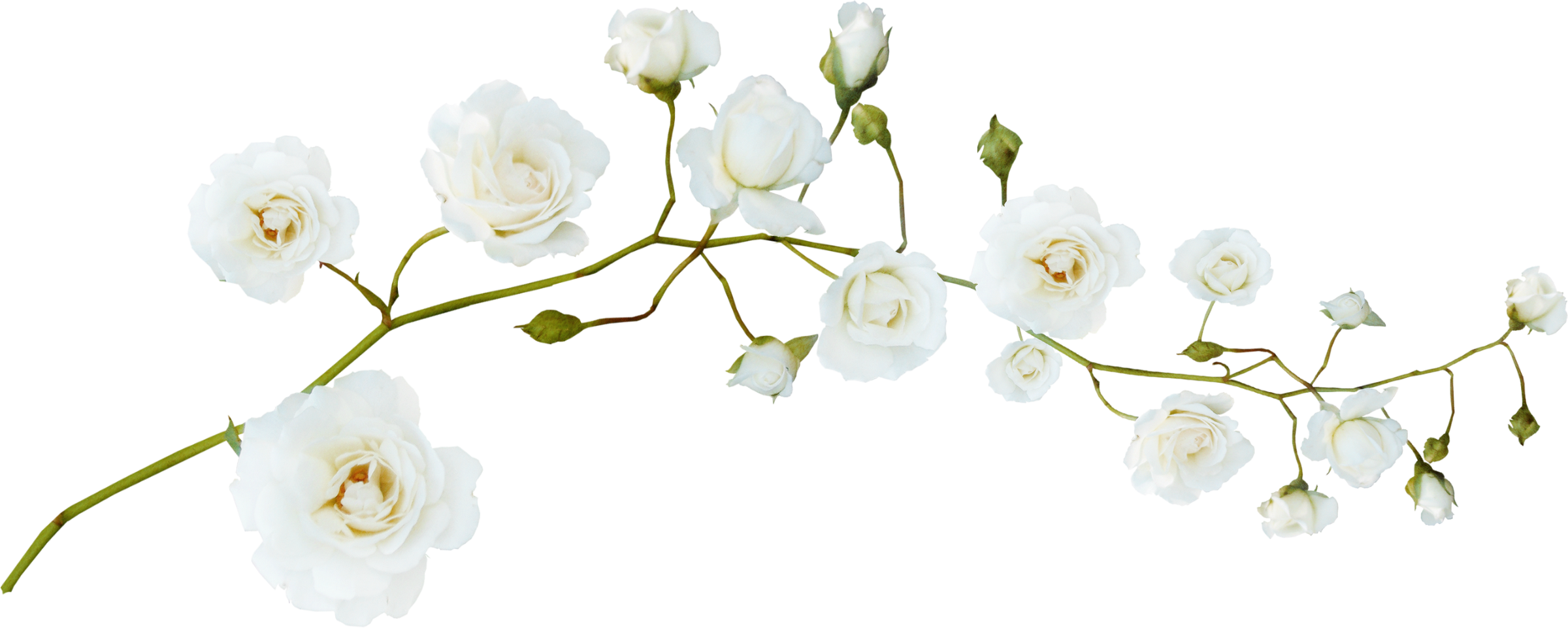 Настоящие цветы на прозрачном фоне фото