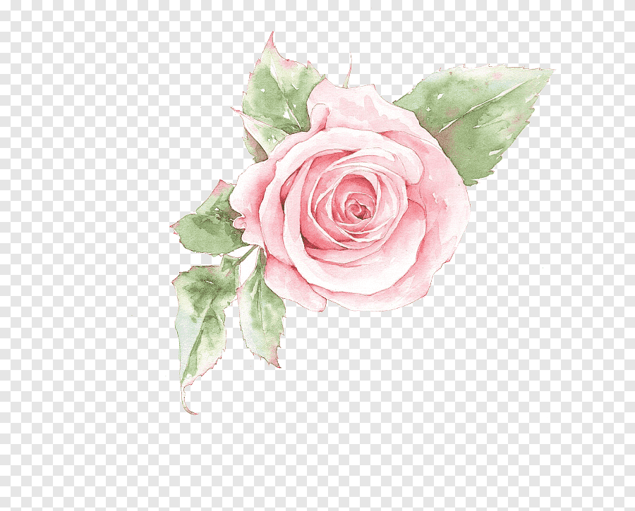 Нежная розовая роза на прозрачном фоне фото