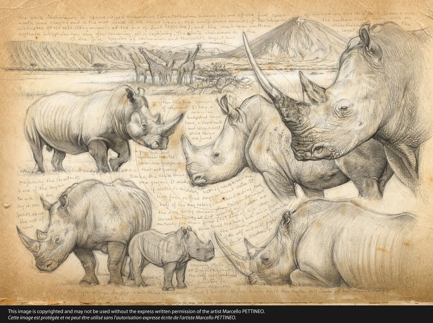 Носорог рисунок арт фото