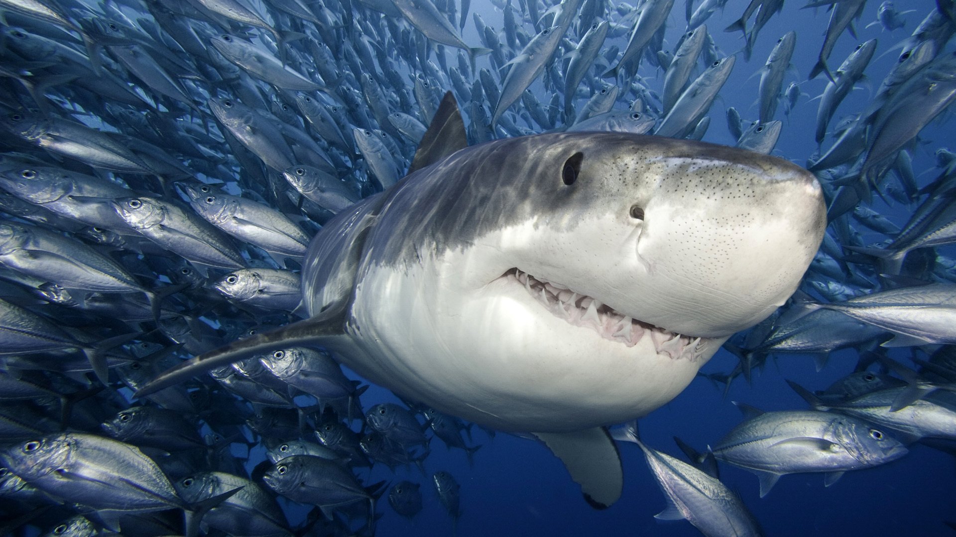 Обои акулы подводный мир фото