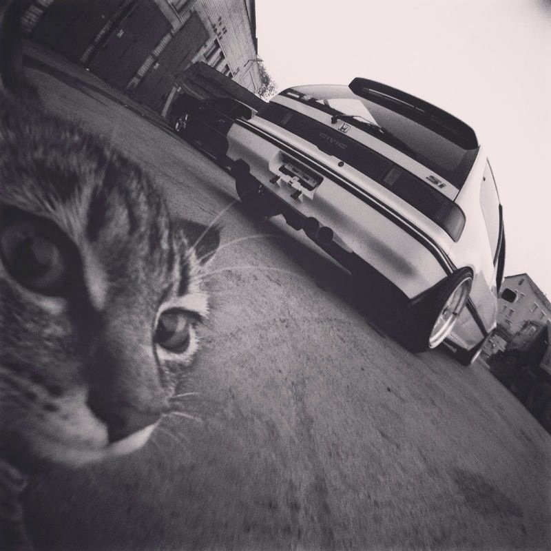Обои кот с бмв селфи фото