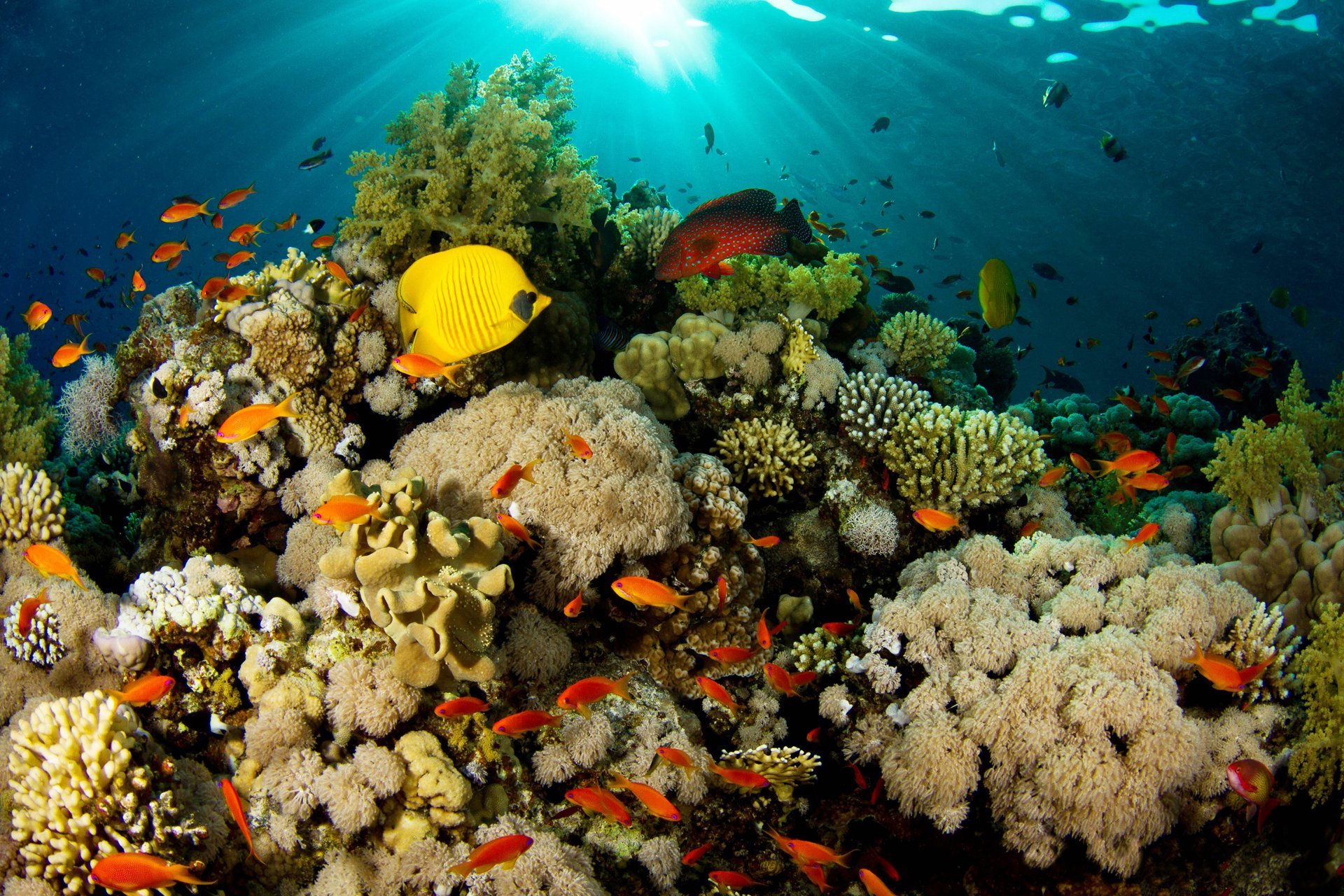 Обои подводный мир рифы фото