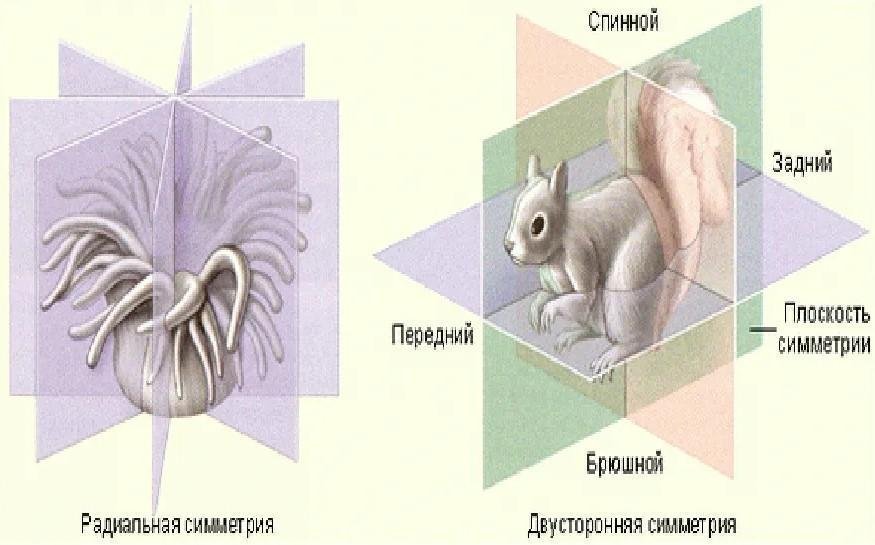 Общими признаками для животных изображенных на рисунке являются двусторонняя симметрия фото
