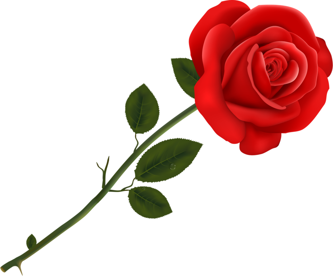 Один цветок розы на прозрачном фоне фото