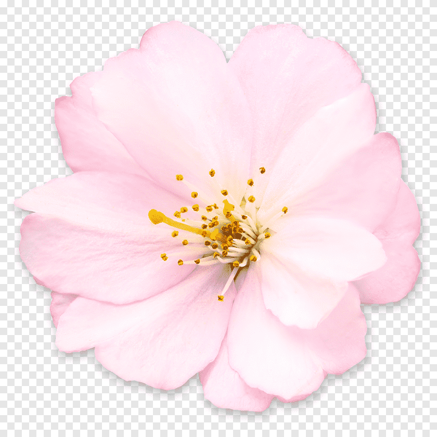 Один цветок сакуры на прозрачном фоне фото