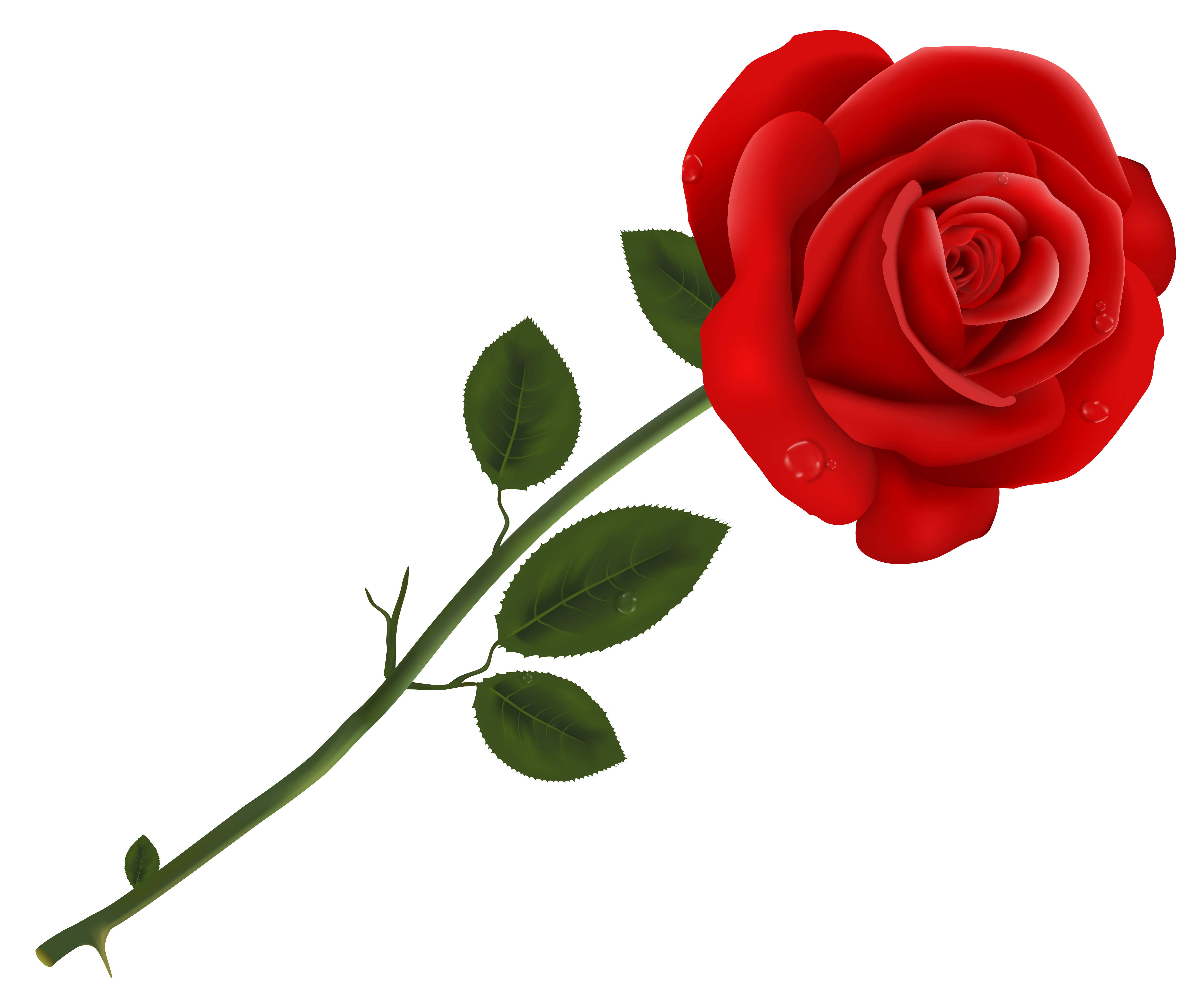Одна красная роза на прозрачном фоне фото
