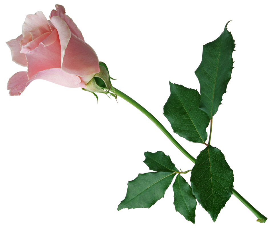 Одна розовая роза на прозрачном фоне фото