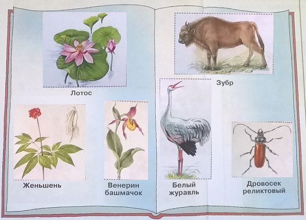 Охраняемые растения и животные россии рисунки фото