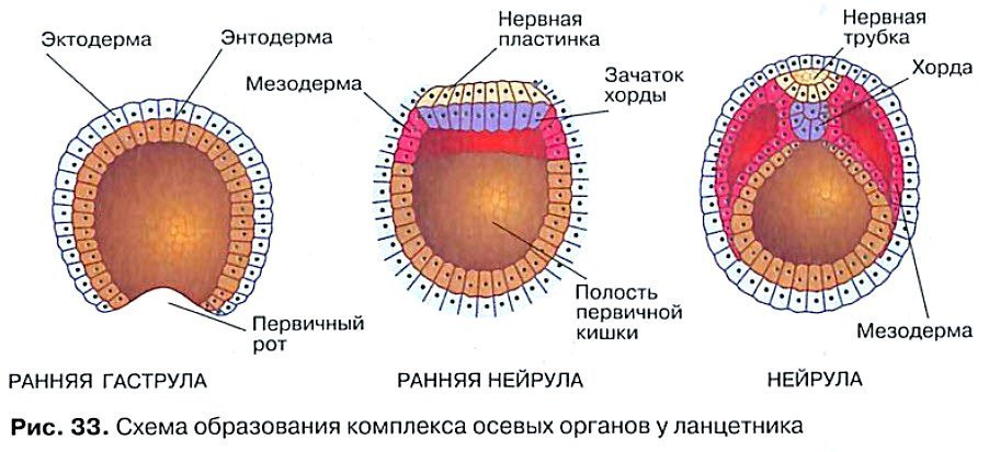 Определите стадию эмбриогенеза хордового животного зародышевый листок обозначенный на рисунке фото